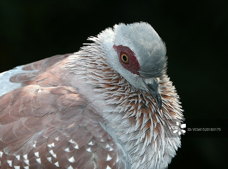 斑点鸽图片素材