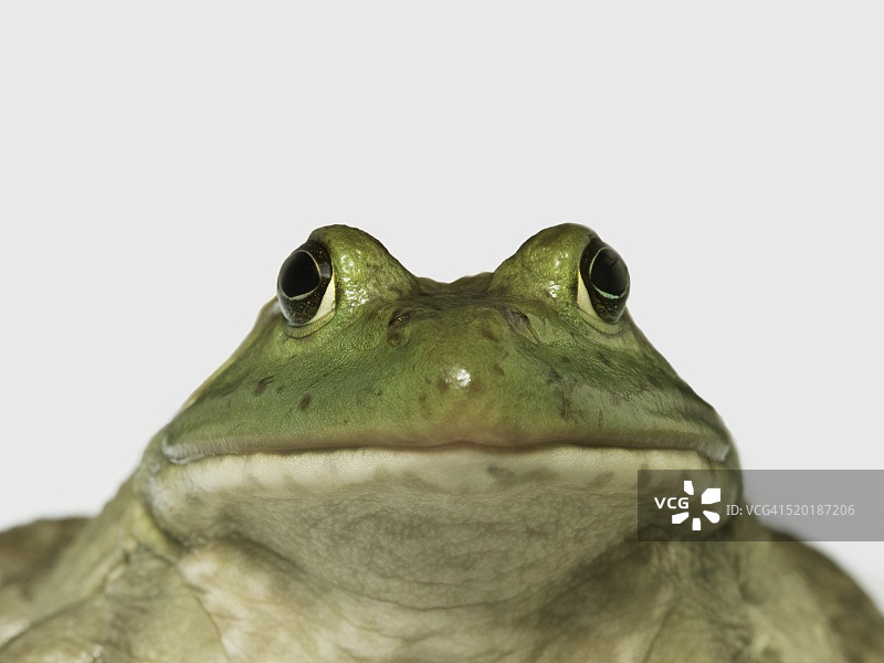 青蛙图片素材