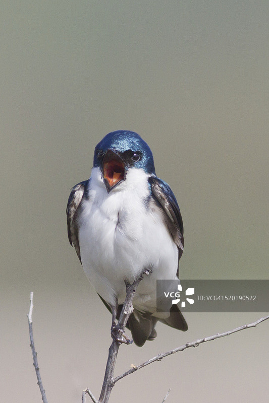 树燕鸣叫图片素材