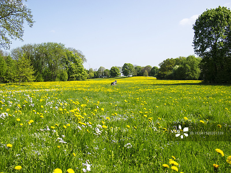 绿草地上发芽的黄色蒲公英图片素材