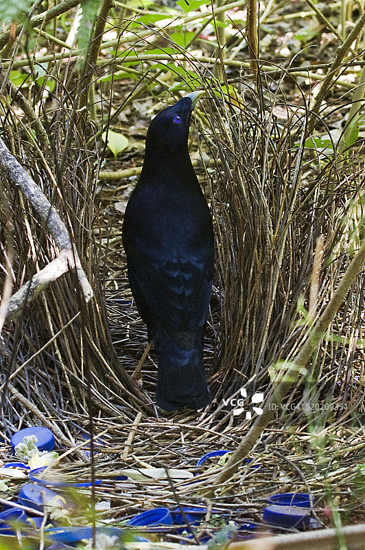 缎蓝园丁鸟的表演图片素材