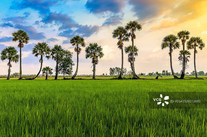 安江朱笃稻田上的棕榈树图片素材