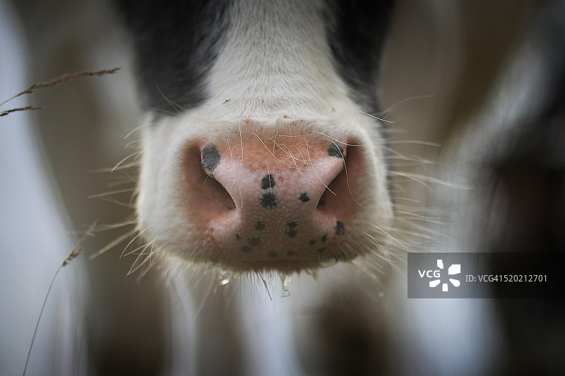 好奇的奶牛图片素材
