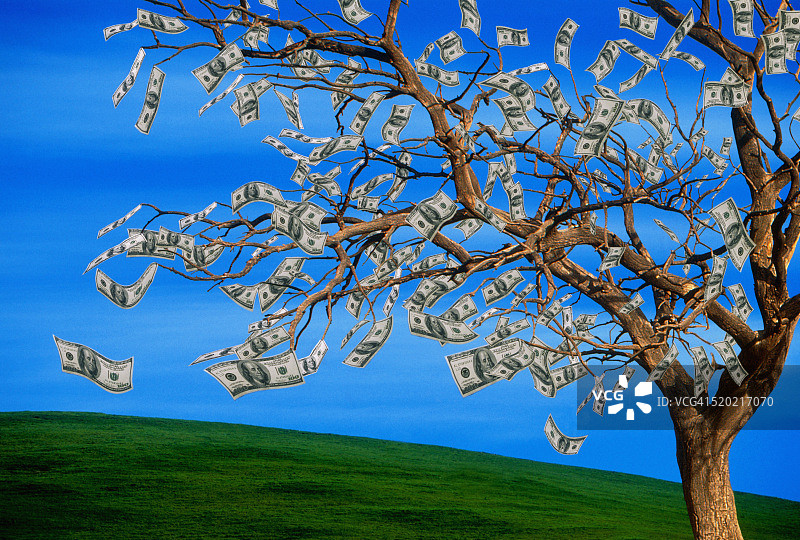 金钱树图片素材
