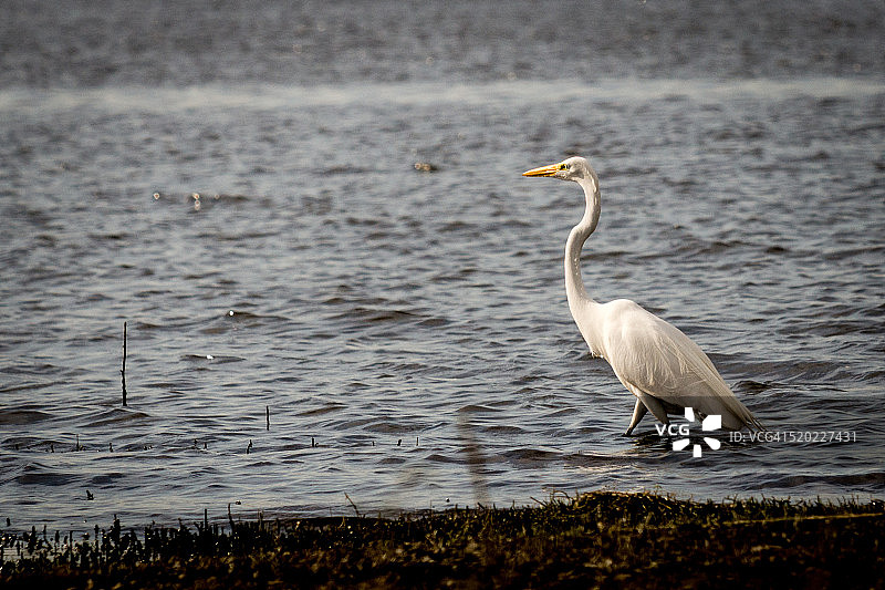 牛背鹭特写图片素材