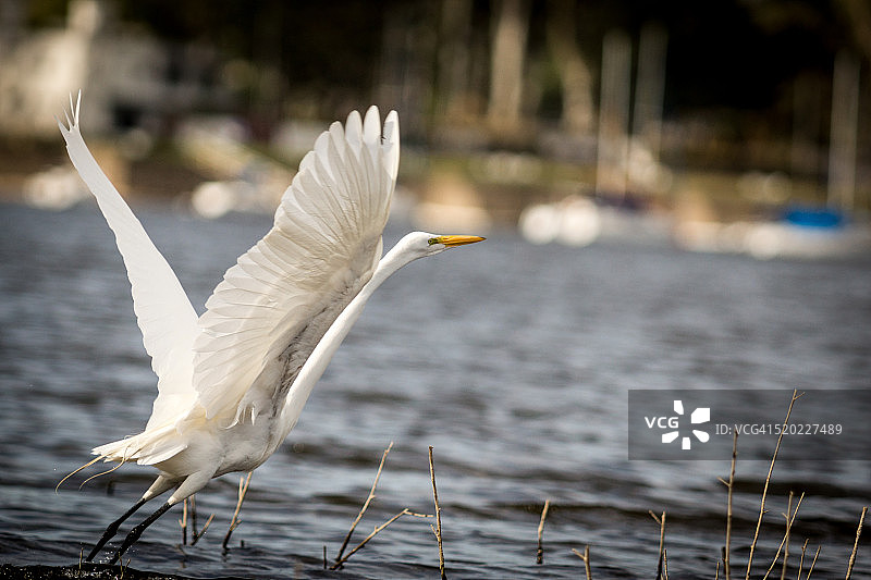 牛背鹭特写图片素材