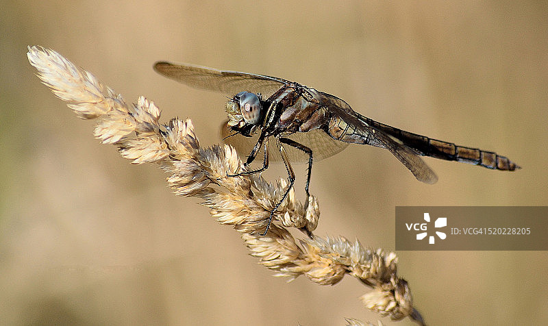 蜻蜓进食图片素材