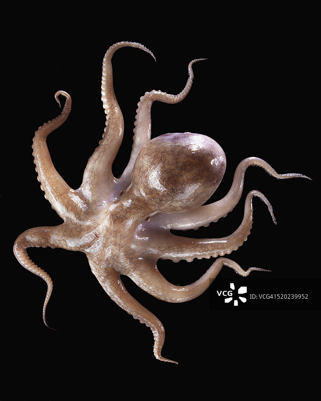章鱼图片素材