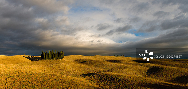 夕阳下丘陵上的柏树图片素材
