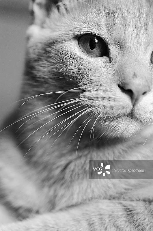 我的小猫奥丁图片素材