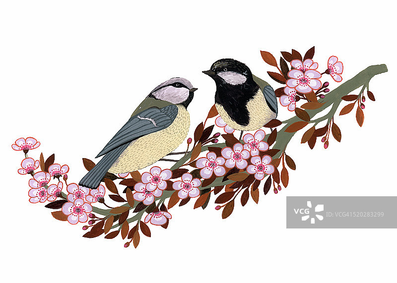 山雀情侣在樱桃枝上图片素材