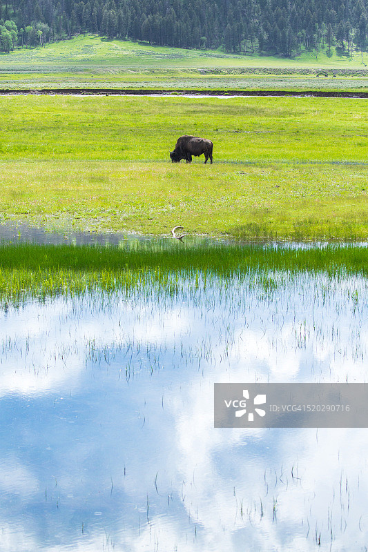 野外的野牛图片素材