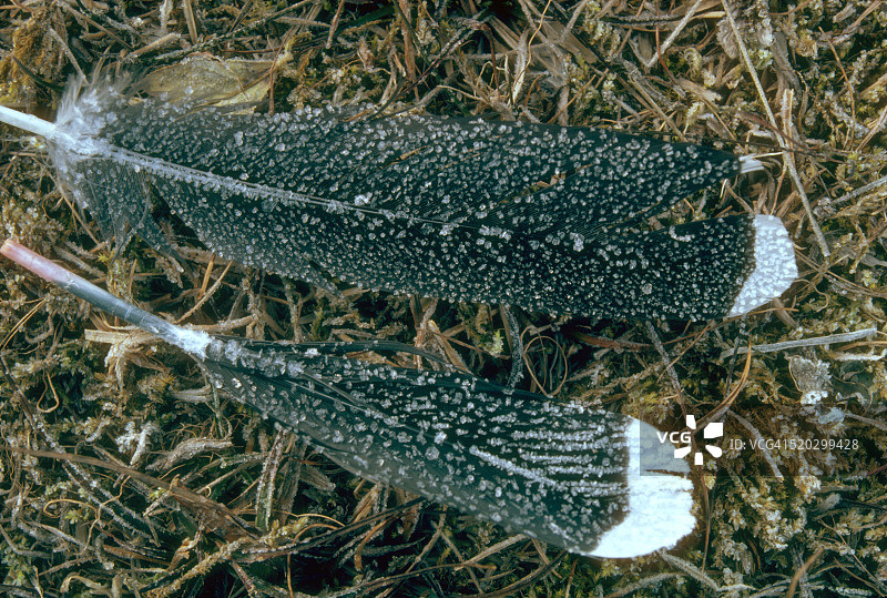雷鸟柳条羽毛图片素材