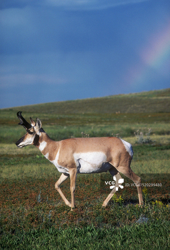 草原犬鼠镇的叉角羚图片素材