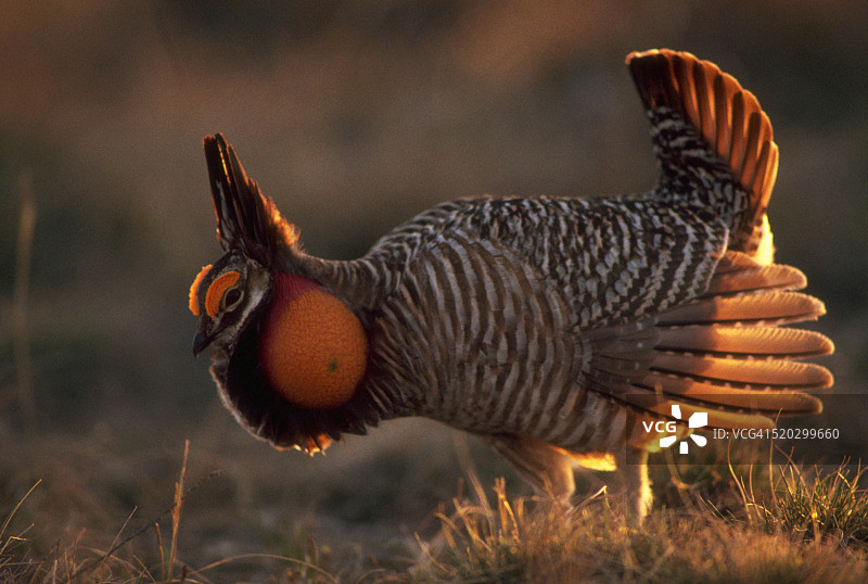 求偶中的草原鸡图片素材