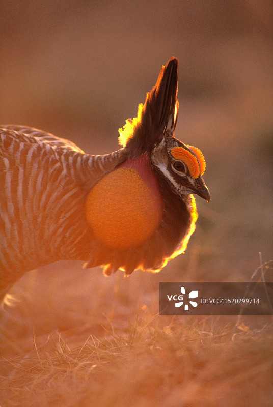 求偶期的草原松鸡图片素材