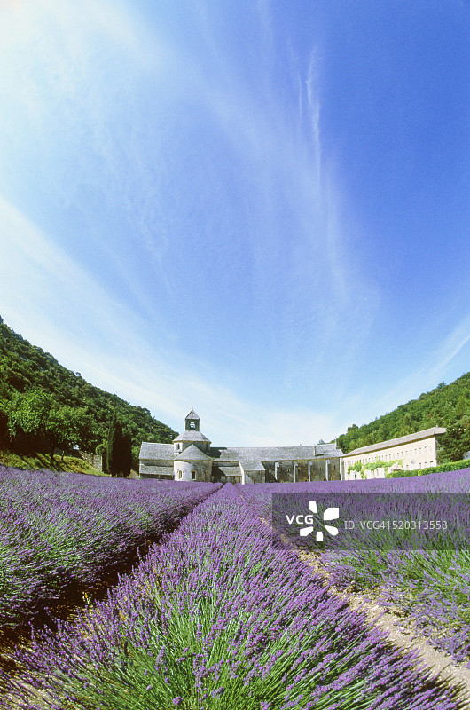 沃克吕兹（普罗旺斯，法国）修道院前的薰衣草田图片素材