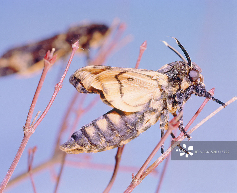 栖息在树枝上的鬼脸天蛾图片素材