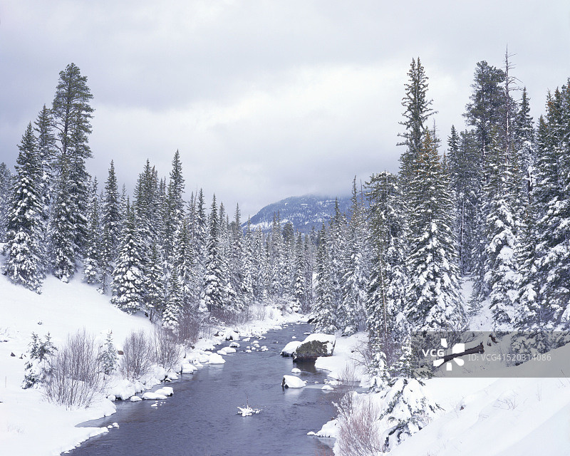 雪山树林间的雪河图片素材