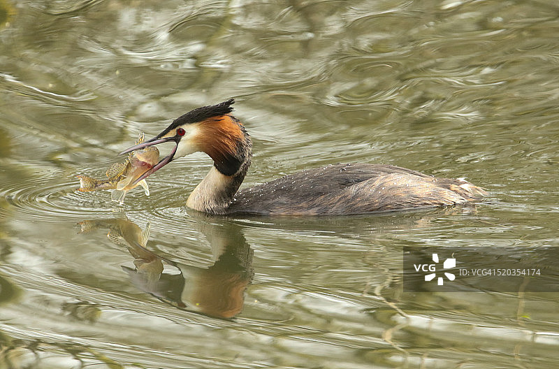 凤头䴙䴘（Podiceps cristatus）捕食梭鲈图片素材