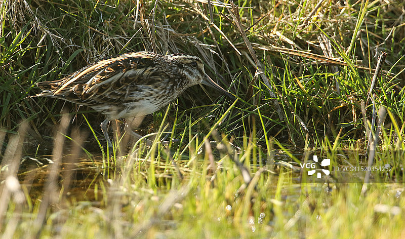 小丘鹬图片素材