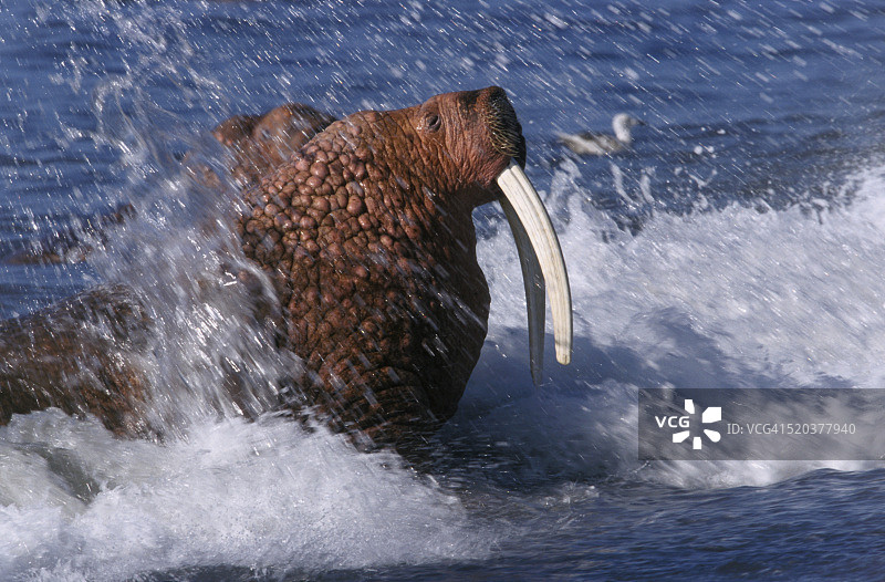 冲浪中的太平洋海象图片素材