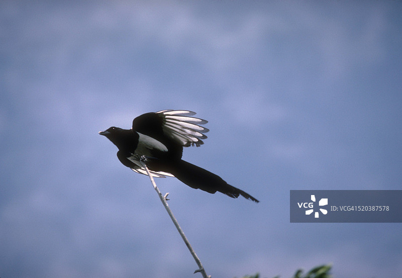 展开翅膀的喜鹊图片素材