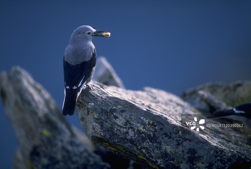 以食物为食的克拉克星鸦图片素材