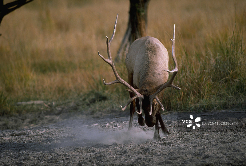 雄麋鹿刨地图片素材