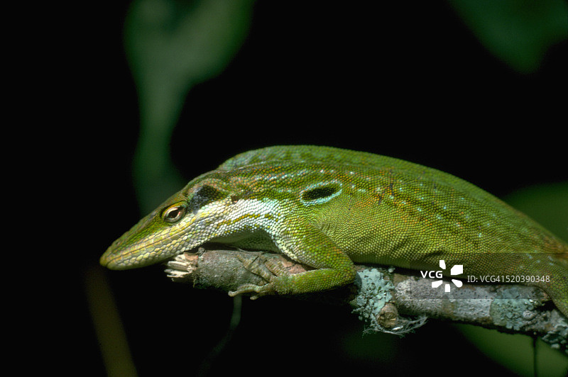 绿安乐蜥图片素材