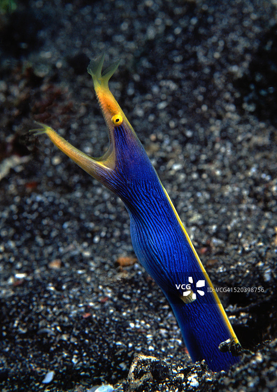 丝带鳗图片素材