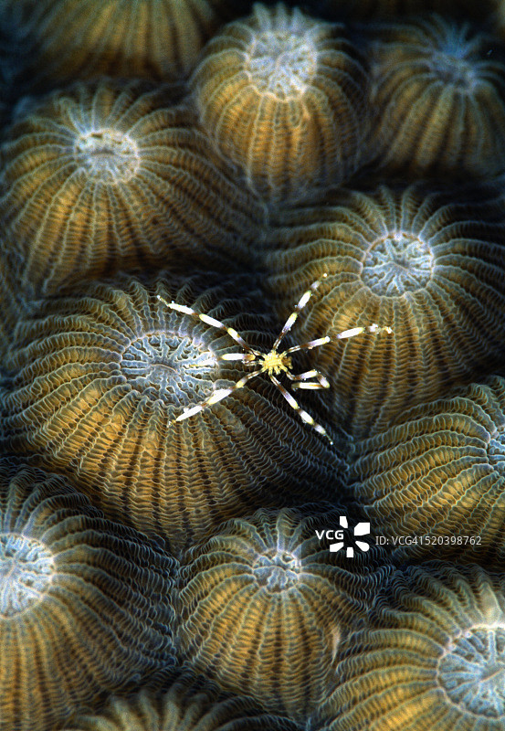 栖息在珊瑚上的海蜘蛛图片素材