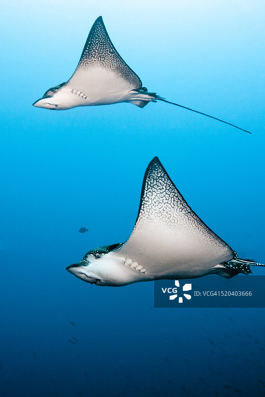 斑点鹰魟图片素材