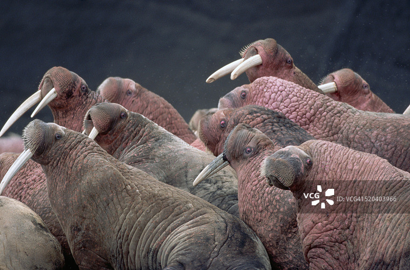 有獠牙的雄性海象群图片素材