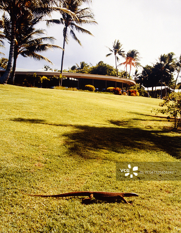 澳大利亚蜥蜴岛草坪上的蜥蜴，背景是建筑物图片素材