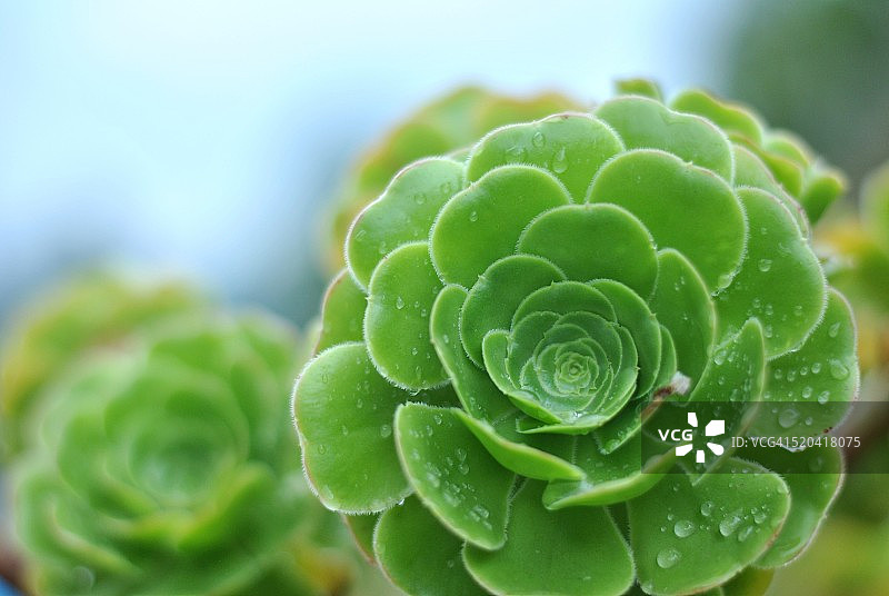 常绿树 - Aeonium arboreum图片素材