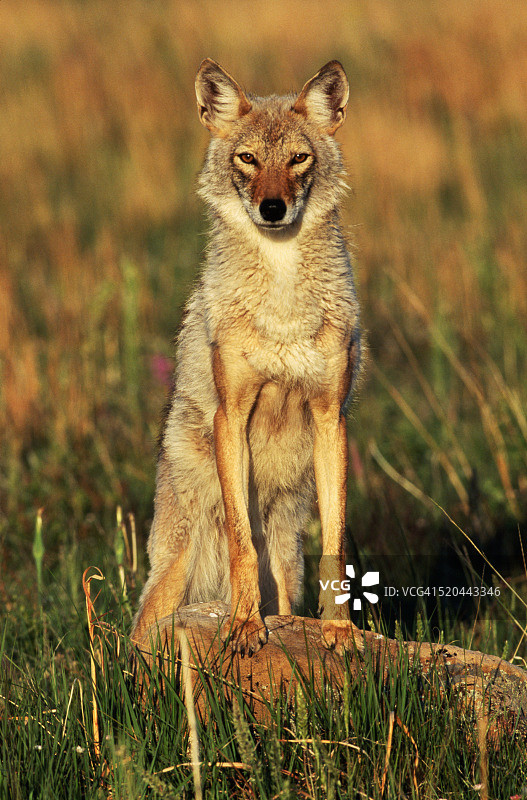 坐在草地上的郊狼图片素材