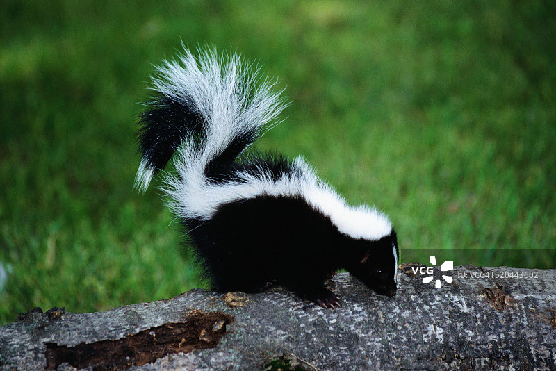 条纹臭鼬图片素材