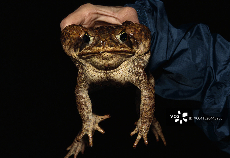 生物学家抱着一只巨大的海蟾蜍图片素材