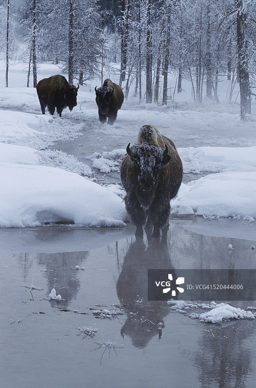 冬季小溪边站立的野牛图片素材