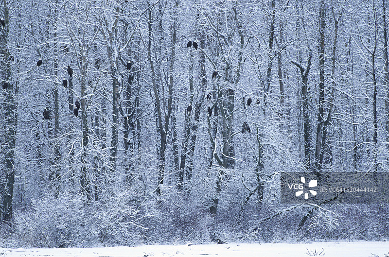 栖息在树枝上的白头海雕图片素材