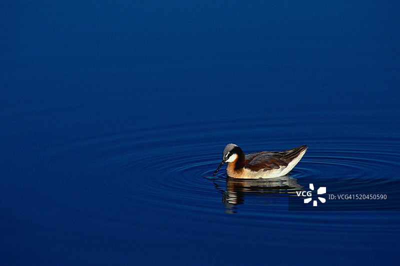 水中的威氏瓣蹼鹬图片素材