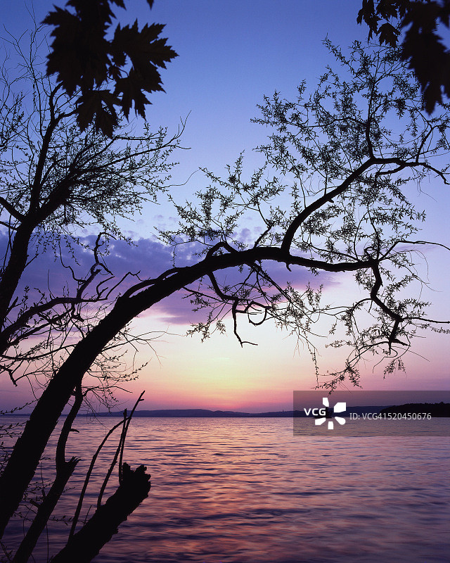 日落时分的树木剪影图片素材