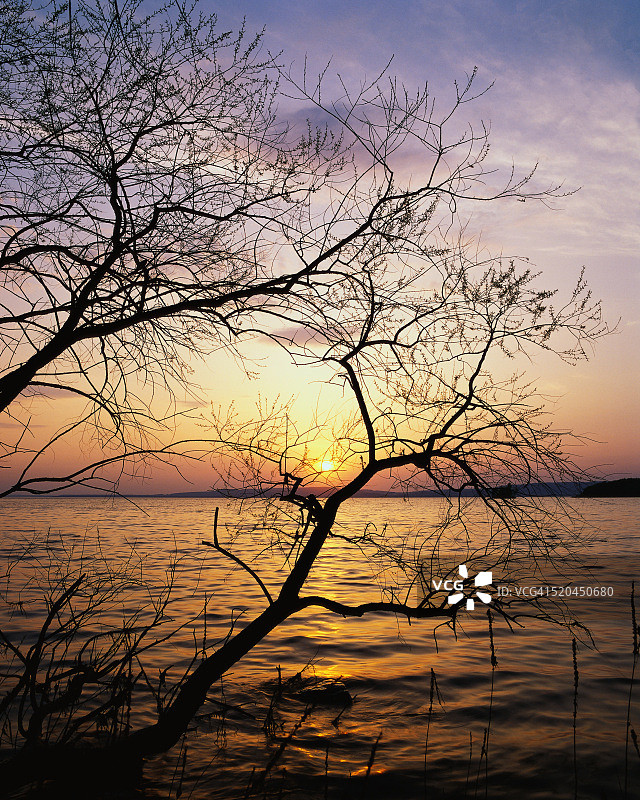 日落时分的树木剪影图片素材