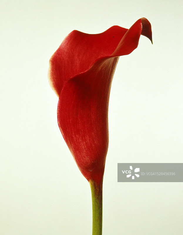 马蹄莲图片素材