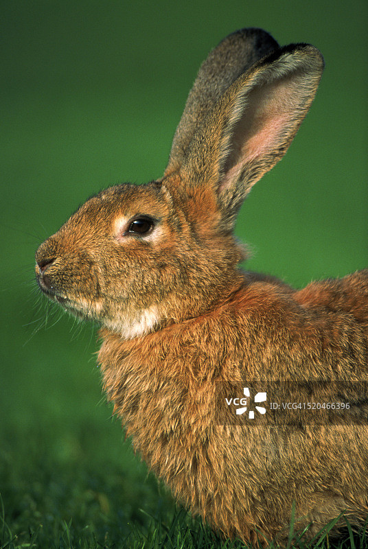 站在草地上的野兔图片素材