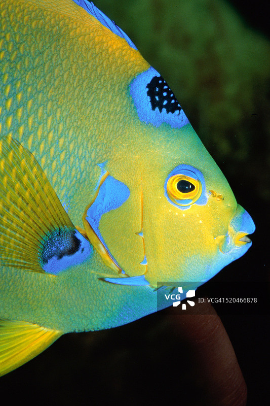 天使鱼图片素材
