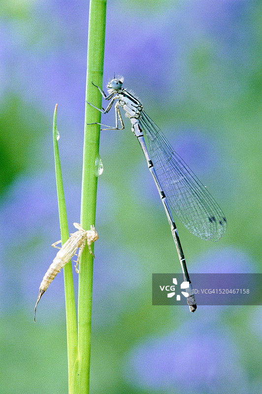 刚孵化的蔚蓝色豆娘与茧图片素材