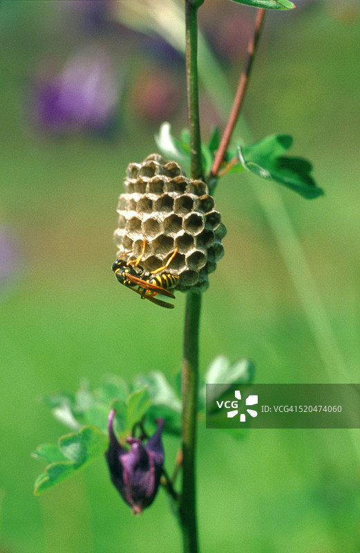 植物上的黄蜂窝图片素材