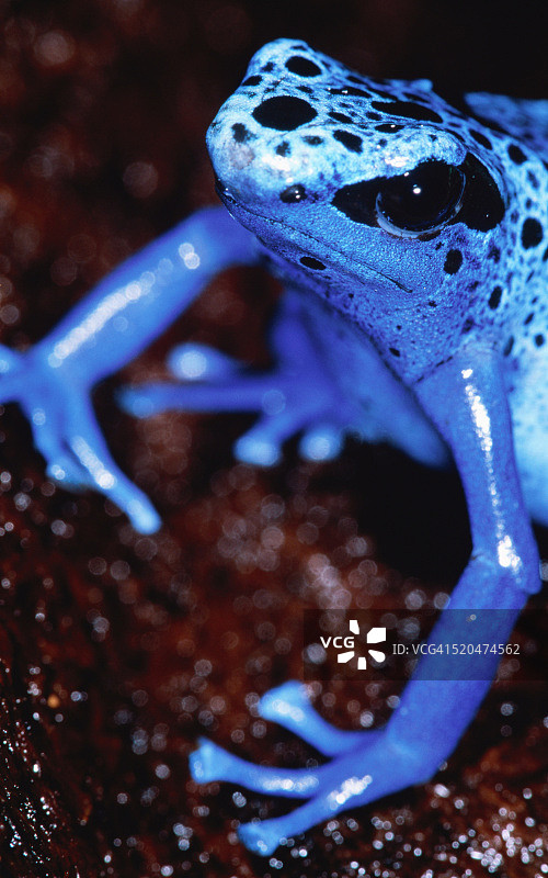 蓝色箭毒蛙图片素材